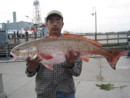 Red Fish